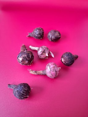 Kırmızı arka planda Alocasia iğneli ampul. Alocasia fabrikasının yeraltı depolama organı. Bitkinin besin rezervlerini barındıran ve yeni büyümenin ortaya çıktığı etli bir yapı.