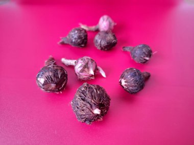 Kırmızı arka planda Alocasia iğneli ampul. Alocasia fabrikasının yeraltı depolama organı. Bitkinin besin rezervlerini barındıran ve yeni büyümenin ortaya çıktığı etli bir yapı.