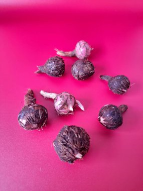 Kırmızı arka planda Alocasia iğneli ampul. Alocasia fabrikasının yeraltı depolama organı. Bitkinin besin rezervlerini barındıran ve yeni büyümenin ortaya çıktığı etli bir yapı.