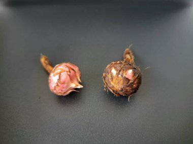 Siyah arka planda Alocasia iğneli ampul. Alocasia ampulü, Alocasia bitkisinin yeraltı depolama organıdır. Alocasia ampulleri bitkiyi yaymak için kullanılabilir.