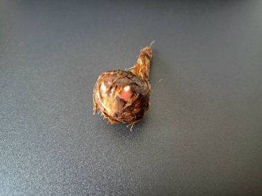 Siyah arka planda Alocasia iğneli ampul. Alocasia ampulü, Alocasia bitkisinin yeraltı depolama organıdır. Alocasia ampulleri bitkiyi yaymak için kullanılabilir.