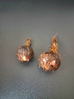 Siyah arka planda Alocasia iğneli ampul. Alocasia ampulü, Alocasia bitkisinin yeraltı depolama organıdır. Alocasia ampulleri bitkiyi yaymak için kullanılabilir.