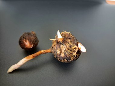 Siyah arka planda Alocasia iğneli ampul. Alocasia ampulü, Alocasia bitkisinin yeraltı depolama organıdır. Alocasia ampulleri bitkiyi yaymak için kullanılabilir.