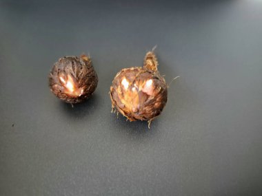 Siyah arka planda Alocasia iğneli ampul. Alocasia ampulü, Alocasia bitkisinin yeraltı depolama organıdır. Alocasia ampulleri bitkiyi yaymak için kullanılabilir.