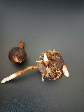 Siyah arka planda Alocasia iğneli ampul. Alocasia ampulü, Alocasia bitkisinin yeraltı depolama organıdır. Alocasia ampulleri bitkiyi yaymak için kullanılabilir.