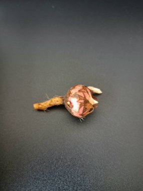 Siyah arka planda Alocasia iğneli ampul. Alocasia ampulü, Alocasia bitkisinin yeraltı depolama organıdır. Alocasia ampulleri bitkiyi yaymak için kullanılabilir.