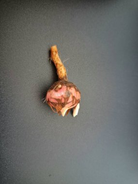 Siyah arka planda Alocasia iğneli ampul. Alocasia ampulü, Alocasia bitkisinin yeraltı depolama organıdır. Alocasia ampulleri bitkiyi yaymak için kullanılabilir.