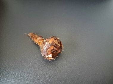 Siyah arka planda Alocasia iğneli ampul. Alocasia ampulü, Alocasia bitkisinin yeraltı depolama organıdır. Alocasia ampulleri bitkiyi yaymak için kullanılabilir.