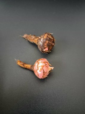 Siyah arka planda Alocasia iğneli ampul. Alocasia ampulü, Alocasia bitkisinin yeraltı depolama organıdır. Alocasia ampulleri bitkiyi yaymak için kullanılabilir.