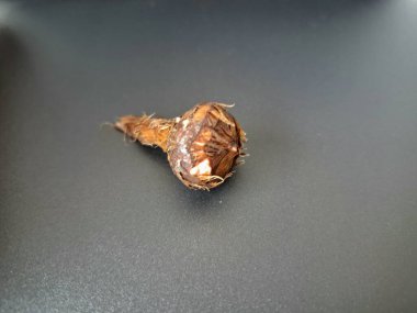 Siyah arka planda Alocasia iğneli ampul. Alocasia ampulü, Alocasia bitkisinin yeraltı depolama organıdır. Alocasia ampulleri bitkiyi yaymak için kullanılabilir.