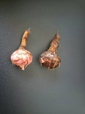 Siyah arka planda Alocasia iğneli ampul. Alocasia ampulü, Alocasia bitkisinin yeraltı depolama organıdır. Alocasia ampulleri bitkiyi yaymak için kullanılabilir.