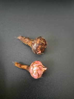 Siyah arka planda Alocasia iğneli ampul. Alocasia ampulü, Alocasia bitkisinin yeraltı depolama organıdır. Alocasia ampulleri bitkiyi yaymak için kullanılabilir.