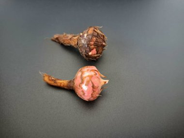 Siyah arka planda Alocasia iğneli ampul. Alocasia ampulü, Alocasia bitkisinin yeraltı depolama organıdır. Alocasia ampulleri bitkiyi yaymak için kullanılabilir.