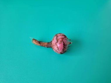 Yeşil arka planda Alocasia iğneli ampul. Alocasia ampulü, Alocasia bitkisinin yeraltı depolama organıdır. Alocasia ampulleri bitkiyi yaymak için kullanılabilir.