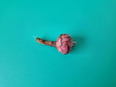 Yeşil arka planda Alocasia iğneli ampul. Alocasia ampulü, Alocasia bitkisinin yeraltı depolama organıdır. Alocasia ampulleri bitkiyi yaymak için kullanılabilir.