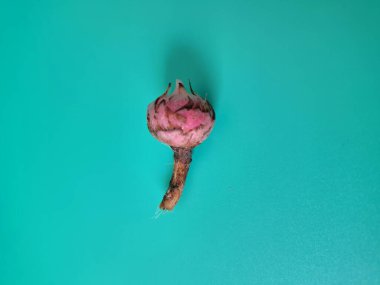 Yeşil arka planda Alocasia iğneli yumru. Alocasia tuber onun büyüdüğü yeraltı depolama organıdır. Bu yumru bitkinin hayatta kalmasını ve her yıl büyümesini sağlıyor.