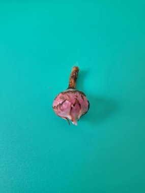 Yeşil arka planda Alocasia iğneli ampul. Alocasia ampulü, Alocasia bitkisinin yeraltı depolama organıdır. Alocasia ampulleri bitkiyi yaymak için kullanılabilir.