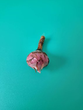 Yeşil arka planda Alocasia iğneli ampul. Alocasia ampulü, Alocasia bitkisinin yeraltı depolama organıdır. Alocasia ampulleri bitkiyi yaymak için kullanılabilir.