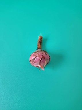 Yeşil arka planda Alocasia iğneli yumru. Alocasia tuber onun büyüdüğü yeraltı depolama organıdır. Bu yumru bitkinin hayatta kalmasını ve her yıl büyümesini sağlıyor.