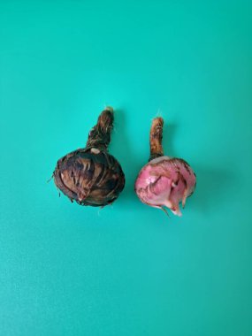 Yeşil arka planda Alocasia iğneli ampul. Alocasia ampulü, Alocasia bitkisinin yeraltı depolama organıdır. Alocasia ampulleri bitkiyi yaymak için kullanılabilir.