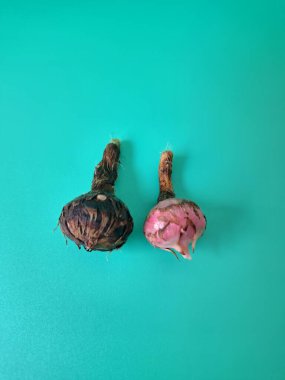 Yeşil arka planda Alocasia iğneli ampul. Alocasia ampulü, Alocasia bitkisinin yeraltı depolama organıdır. Alocasia ampulleri bitkiyi yaymak için kullanılabilir.