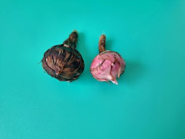 Yeşil arka planda Alocasia iğneli yumru. Alocasia tuber onun büyüdüğü yeraltı depolama organıdır. Bu yumru bitkinin hayatta kalmasını ve her yıl büyümesini sağlıyor.