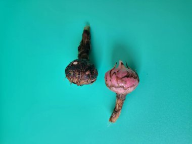 Yeşil arka planda Alocasia iğneli ampul. Alocasia ampulü, Alocasia bitkisinin yeraltı depolama organıdır. Alocasia ampulleri bitkiyi yaymak için kullanılabilir.