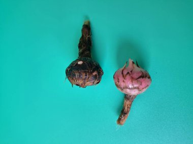 Yeşil arka planda Alocasia iğneli yumru. Alocasia tuber onun büyüdüğü yeraltı depolama organıdır. Bu yumru bitkinin hayatta kalmasını ve her yıl büyümesini sağlıyor.