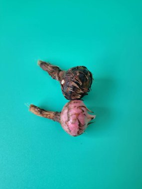 Yeşil arka planda Alocasia iğneli ampul. Alocasia ampulü, Alocasia bitkisinin yeraltı depolama organıdır. Alocasia ampulleri bitkiyi yaymak için kullanılabilir.