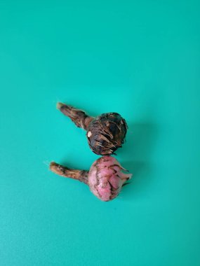 Yeşil arka planda Alocasia iğneli ampul. Alocasia ampulü, Alocasia bitkisinin yeraltı depolama organıdır. Alocasia ampulleri bitkiyi yaymak için kullanılabilir.