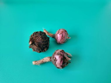 Yeşil arka planda Alocasia iğneli ampul. Alocasia ampulü, Alocasia bitkisinin yeraltı depolama organıdır. Alocasia ampulleri bitkiyi yaymak için kullanılabilir.