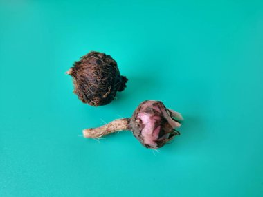 Yeşil arka planda Alocasia iğneli yumru. Alocasia tuber onun büyüdüğü yeraltı depolama organıdır. Bu yumru bitkinin hayatta kalmasını ve her yıl büyümesini sağlıyor.