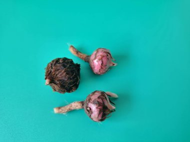 Yeşil arka planda Alocasia iğneli yumru. Alocasia tuber onun büyüdüğü yeraltı depolama organıdır. Bu yumru bitkinin hayatta kalmasını ve her yıl büyümesini sağlıyor.