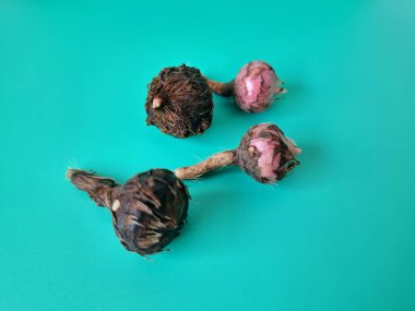 Yeşil arka planda Alocasia iğneli yumru. Alocasia tuber onun büyüdüğü yeraltı depolama organıdır. Bu yumru bitkinin hayatta kalmasını ve her yıl büyümesini sağlıyor.