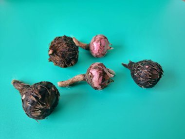 Yeşil arka planda Alocasia iğneli ampul. Alocasia ampulü, Alocasia bitkisinin yeraltı depolama organıdır. Alocasia ampulleri bitkiyi yaymak için kullanılabilir.