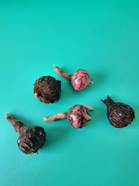 Yeşil arka planda Alocasia iğneli ampul. Alocasia ampulü, Alocasia bitkisinin yeraltı depolama organıdır. Alocasia ampulleri bitkiyi yaymak için kullanılabilir.