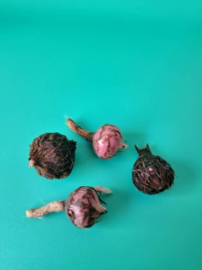 Yeşil arka planda Alocasia iğneli ampul. Alocasia ampulü, Alocasia bitkisinin yeraltı depolama organıdır. Alocasia ampulleri bitkiyi yaymak için kullanılabilir.