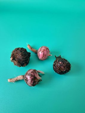 Yeşil arka planda Alocasia iğneli ampul. Alocasia ampulü, Alocasia bitkisinin yeraltı depolama organıdır. Alocasia ampulleri bitkiyi yaymak için kullanılabilir.