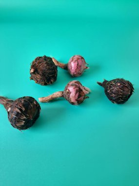 Yeşil arka planda Alocasia iğneli yumru. Alocasia tuber onun büyüdüğü yeraltı depolama organıdır. Bu yumru bitkinin hayatta kalmasını ve her yıl büyümesini sağlıyor.