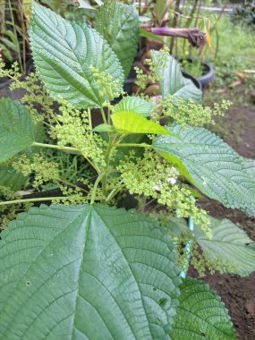 Kanada ısırgan otları bahçede vahşi olarak yetişir. Bu bitkinin kıllı alternatif yaprakları var. Dokunulduğunda canını yakabilir. Acı verici temas dermatitine neden olmasıyla bilinir.