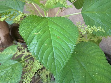 Kanada ısırgan otları bahçede vahşi olarak yetişir. Bu bitkinin kıllı alternatif yaprakları var. Dokunulduğunda canını yakabilir. Acı verici temas dermatitine neden olmasıyla bilinir.