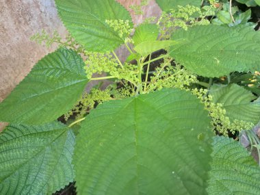 Kanada ısırgan otları bahçede vahşi olarak yetişir. Bu bitkinin kıllı alternatif yaprakları var. Dokunulduğunda canını yakabilir. Acı verici temas dermatitine neden olmasıyla bilinir.