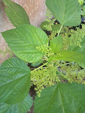 Kanada ısırgan otları bahçede vahşi olarak yetişir. Bu bitkinin kıllı alternatif yaprakları var. Dokunulduğunda canını yakabilir. Acı verici temas dermatitine neden olmasıyla bilinir.