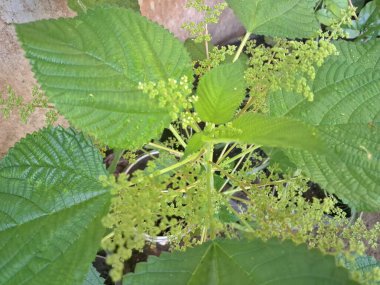 Isırgan otu. Isırgan otu (