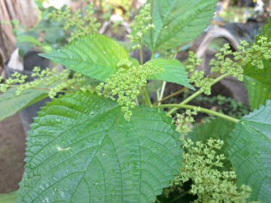 Kanada ısırgan otları bahçede vahşi olarak yetişir. Bu bitkinin kıllı alternatif yaprakları var. Dokunulduğunda canını yakabilir. Acı verici temas dermatitine neden olmasıyla bilinir.