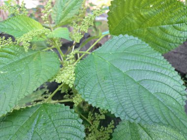 Isırgan otu. Isırgan otu (