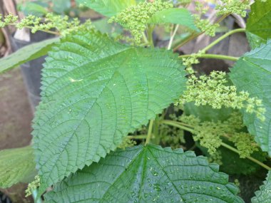 Kanada ısırgan otları bahçede vahşi olarak yetişir. Bu bitkinin kıllı alternatif yaprakları var. Dokunulduğunda canını yakabilir. Acı verici temas dermatitine neden olmasıyla bilinir.