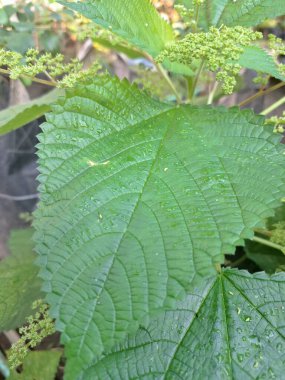 Kanada ısırgan otları bahçede vahşi olarak yetişir. Bu bitkinin kıllı alternatif yaprakları var. Dokunulduğunda canını yakabilir. Acı verici temas dermatitine neden olmasıyla bilinir.