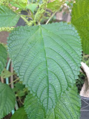 Isırgan otu. Isırgan otu (