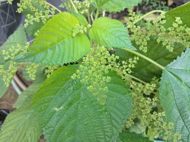 Isırgan otu. Isırgan otu (